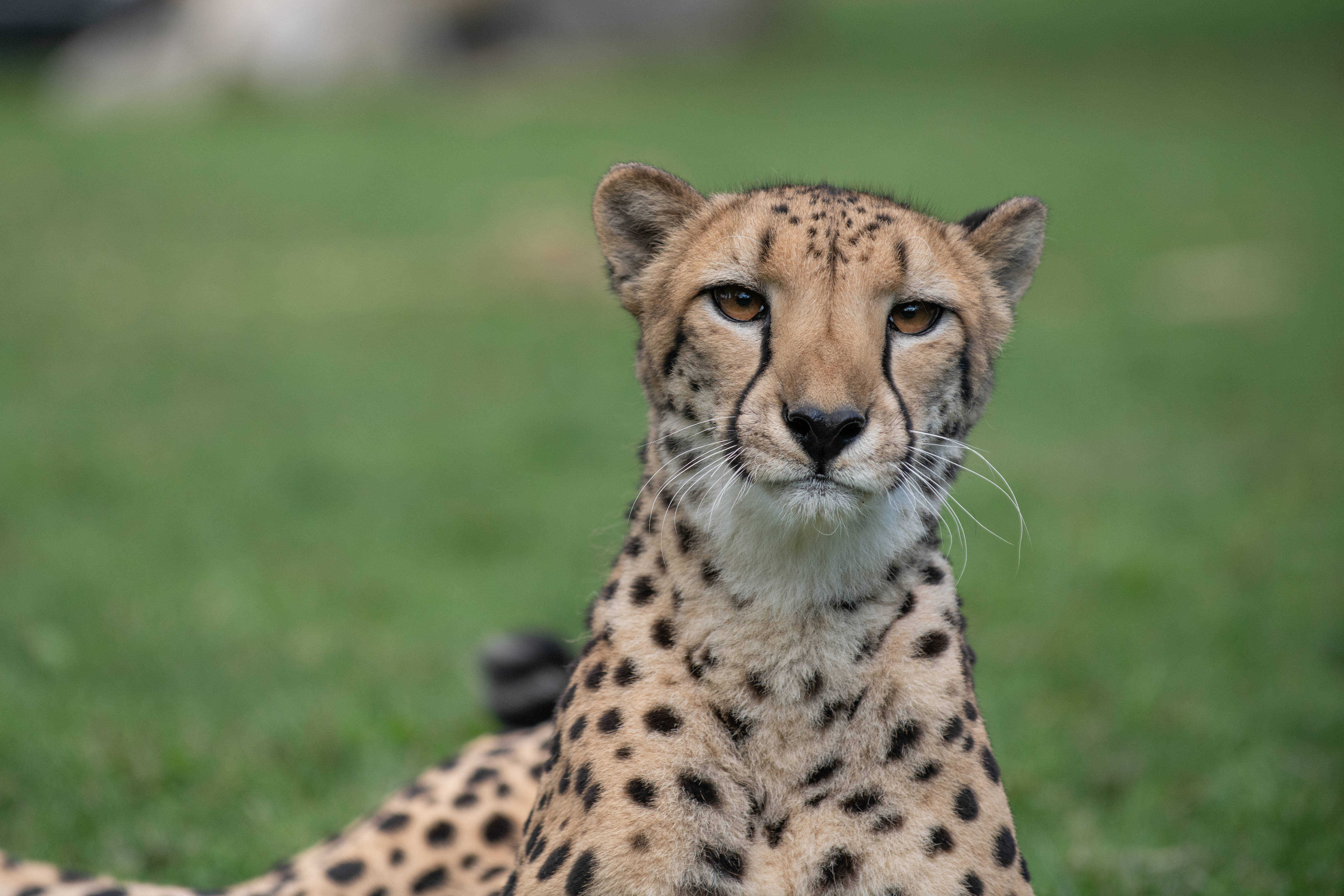 Cheetah | Columbus Zoo and Aquarium